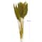 Dried Plant Bamboo Natural Foliage with Long Stems